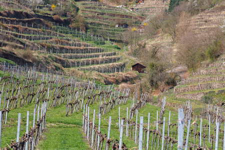 Terraced vineyards in the Wachau valley. The district of Krems-Land, Lower Austria.の写真素材