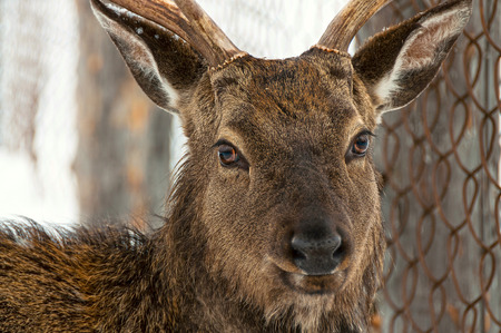A deer close up in the low Middle Ural Mountains of Russia.の写真素材