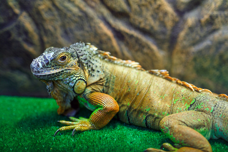 Iguana sitting on the grassの写真素材