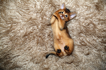 Funny Abyssinian kitten playing on a fur blanket.の写真素材