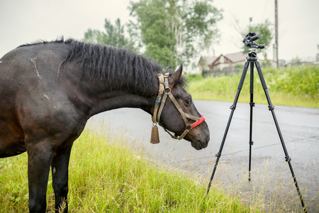 Black country horse in ragged harness sniffing the tripod for the camera. Russia.の写真素材