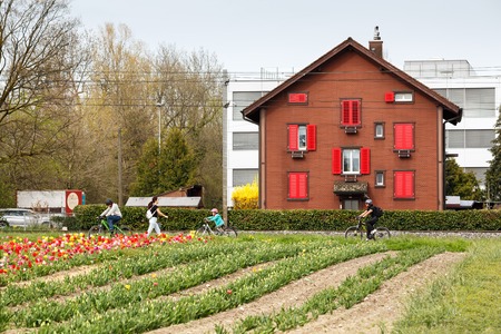 CHAM, SWITZERLAND - APRIL 15, 2018. Field of tulips in the spring. Town of Cham, canton of Zug, Switzerland, Europe.のeditorial素材