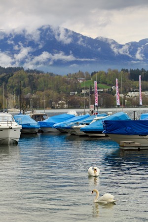 LUZERN, SWITZERLAND - APRIL 16, 2018. Couple of swans on the lake Luzern. View of the Alps mountain range. Town of Luzern, Switzerland, Europe.のeditorial素材