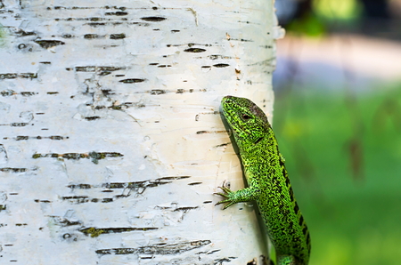 lizard on birchの写真素材