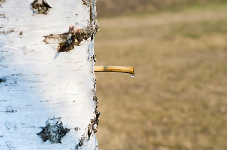 drop birch sapの写真素材