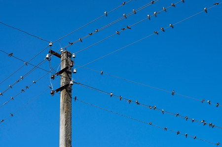 Swallows on wiresの写真素材