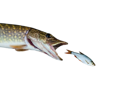 pike chasing rudd isolated on white backgroundの写真素材