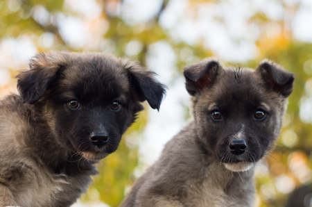 two fluffy puppies sitting together and watching carefully