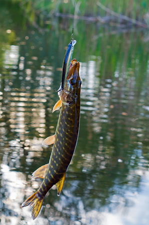caught pike in the lakeの写真素材
