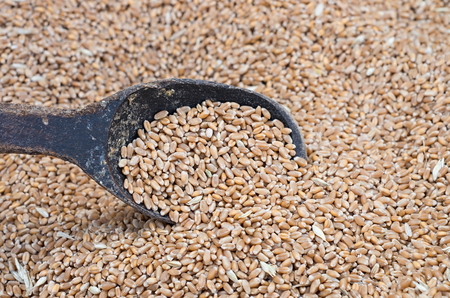 wheat and wooden spoonの写真素材