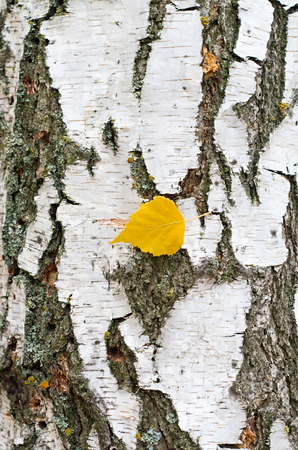 lonely autumn leaf on a birch barkの写真素材
