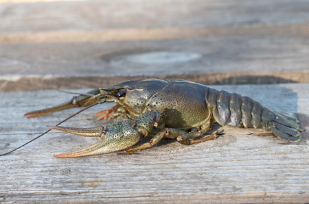 crayfish on a wooden surfaceの写真素材