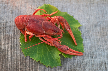 crayfish on vine leavesの写真素材
