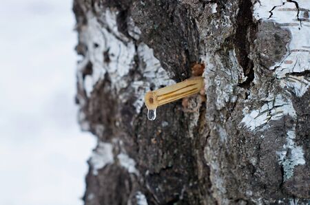 drop of birch sap from the tubeの写真素材