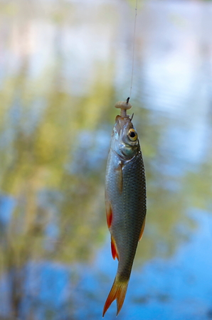 roach caught on a fishing hook baited