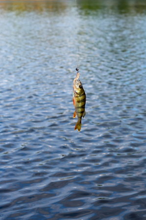Perch caught on spinning hanging over the river
