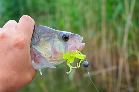 big perch silicone bait in his mouth, in his hand fishermanの写真素材