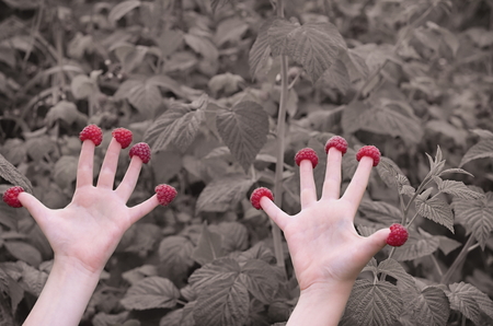 raspberries on the fingers of two children's hands, retro filterの写真素材