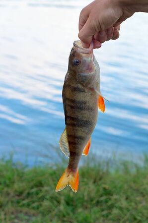 big fish perch in his hand fisherman