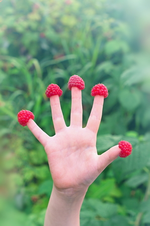 raspberries on the fingers of children's hands on a background of raspberry bushesの写真素材