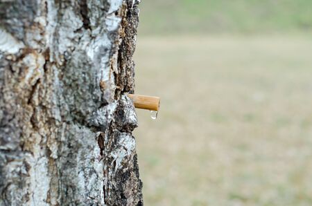 drop of birch sapの写真素材