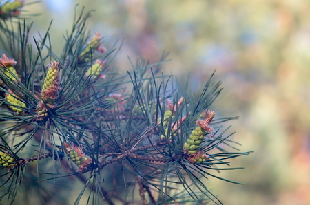Sprig of spruce with young cones, in summer