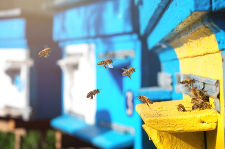 Bees near the hive, sunlightの写真素材