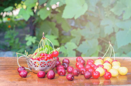 cherries red and yellow in an iron mug, sunlightの写真素材