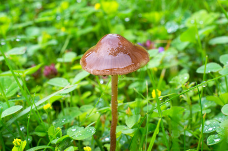 fungus Psilocybe semilanceata growing in the grass