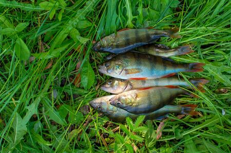 group of caught perch fish on the grassの写真素材