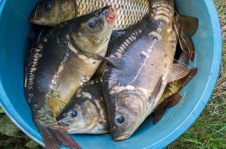 many fish carp in blue bucketの写真素材