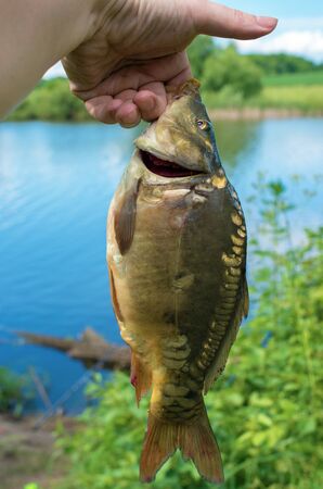 caught mirror carp in hand against the lakeの写真素材