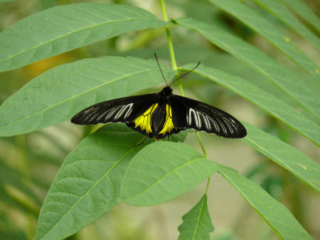 Troides butterfly