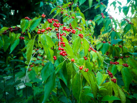 The Red Berries of Skimmia japonica 'Cecilia Brown'