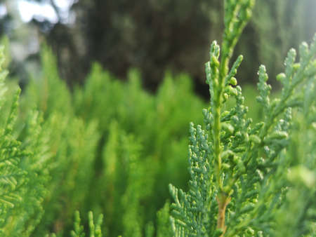 Spring landscape. Young shoots of pine trees in the forest spring.の写真素材
