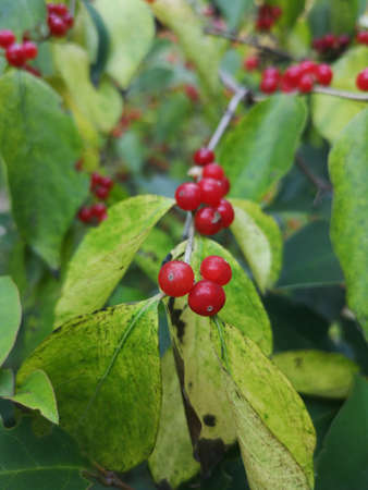 The Red Berries of Skimmia japonica 'Cecilia Brownの写真素材