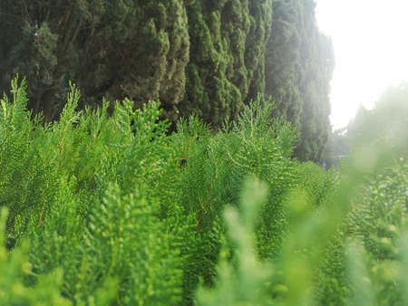 Spring landscape. Young shoots of pine trees in the forest spring.