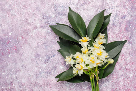 Yellow white daffodil, narcissus, jonquil flower on bright background.March 8 womens day.