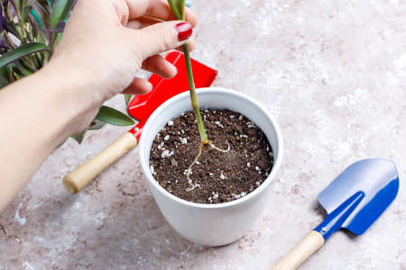 Gardening tools on light background with house plant and gloves,top viewの写真素材