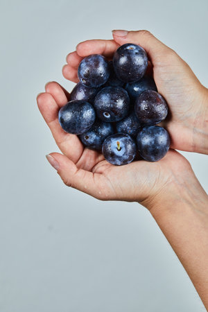 Hand holding fresh plums on a gray backgroundの写真素材