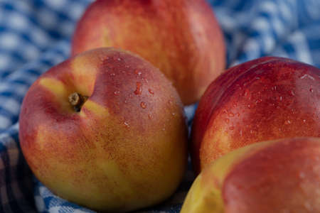 Red juicy peaches on blue checked kitchen towelの写真素材