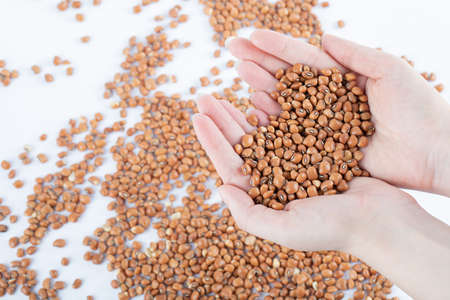 Hand holding unprepared brown beans on a white background