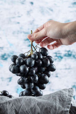 Hand holding a bunch of dark fresh grape on a colorful backgroundの写真素材