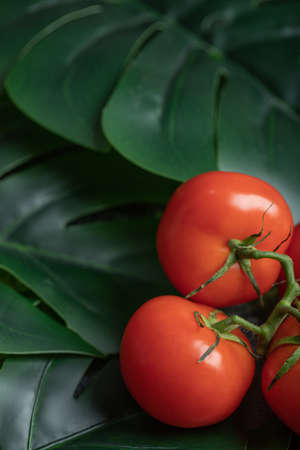 Ripe red tomatoes with bunch of leavesの写真素材
