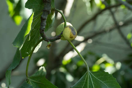 Green pear on the tree across green leavesの写真素材