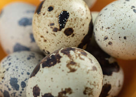 Close up photo of organic quail eggの写真素材