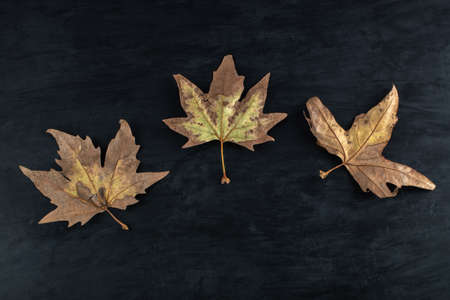 Dried grape leaves on black background