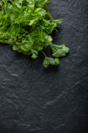 Vertical photo of Branch of fresh corianderの写真素材