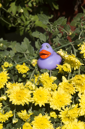 A toy duck rests in a mound of chrysanthemums at Mumfest in New Bern,North Carolinaの写真素材