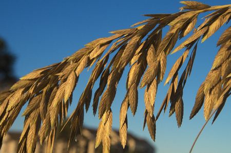 A close up of dunegrass as the sun sets in Myrtle Beach ,South Carolinaの写真素材